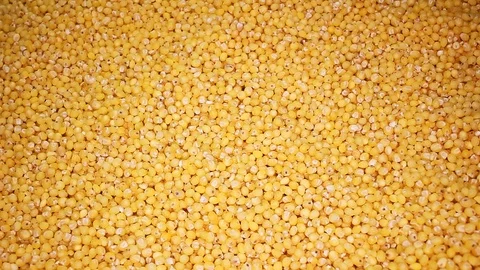Millet Raw Millets Close up Texture Stock Video Footage Stock Footage 114050114