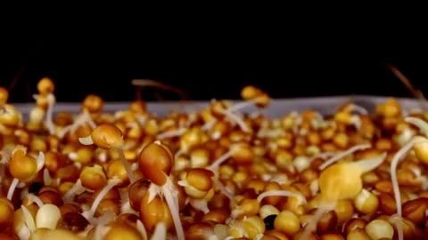 Millets are growing from a tiny seeds to young plants in macro time lapse Stock Footage 345453025