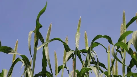 Millets farm, Noida, India Stock Footage 140486938