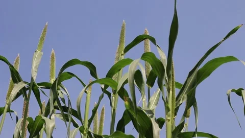 Millets farm, Noida, India Stock Footage 140487023