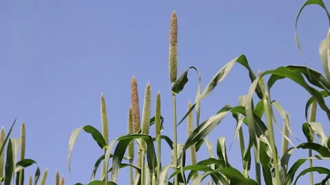Millets farm, Noida, India Stock Footage 140487198