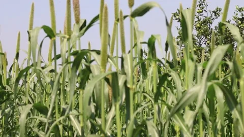 Millets farm, Noida, India Stock Footage 140487244