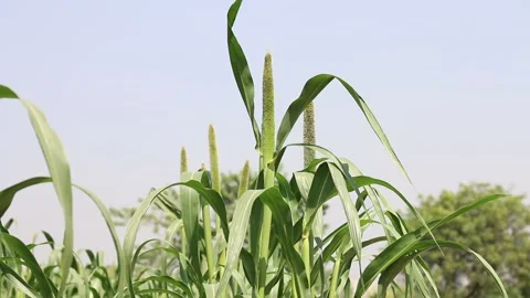 Millets farm, Noida, India Stock Footage 140487338