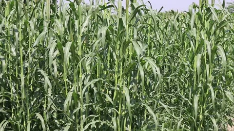 Millets farm, Noida, India Stock Footage 140487340