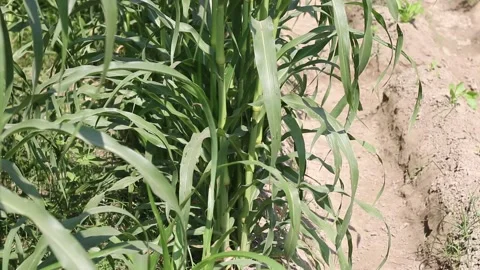 Millets farm, Noida, India Stock Footage 140487487
