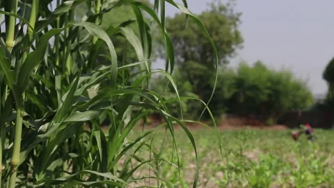 Millets farm, Noida, India Stock Footage 140487669