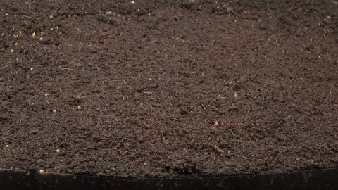 Millets germination Time lapse 01 Stock Footage 121140173