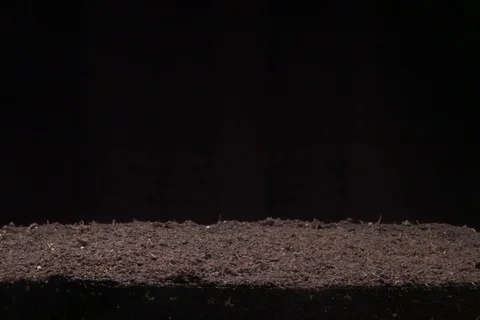 Millets germination Time lapse 02 Stock Footage 121146438