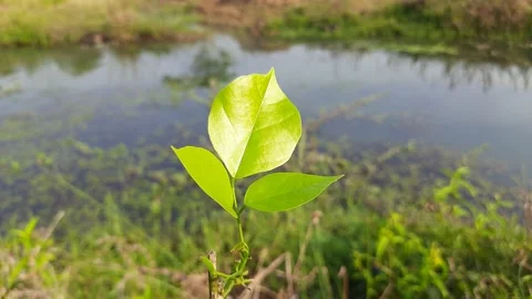 Millettia pinnata leaf. Stock Footage 152451002