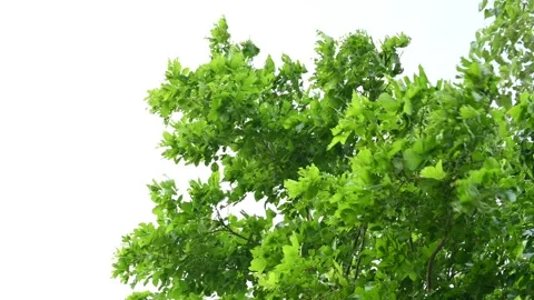 Millettia pinnata tree. Vídeos de archivo 281159661