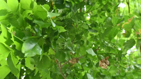 Millettia pinnata tree. Stock Footage 281159810