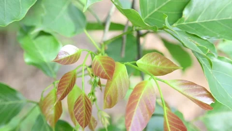 Millettia pinnata tree. Stock Footage 282441198