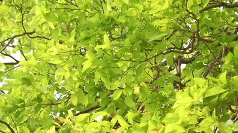 Millettia pinnata tree. Stock Footage 306747218