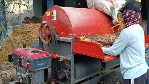Milling paddy plant Video stock 248509176