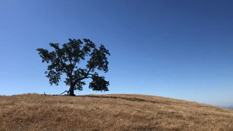 The Million Dollar 2 Tree Santa Monica Mountains Los Angeles California Stock Footage 278253139