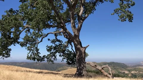 The Million Dollar Tree Closeup Santa Monica Mountains Los Angeles California Stock Footage 278253136