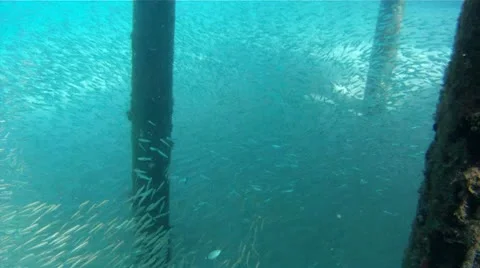 Millions of Bait Fish Underwater Stock Footage 10954940