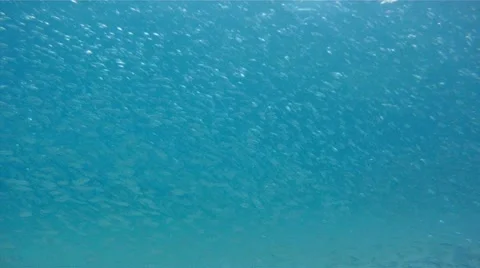 Millions of Bait Fish Underwater Stock-Footage 10963613