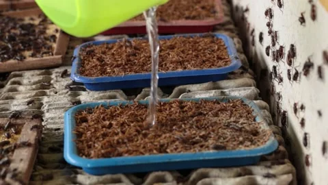 Millions of Crickets Crawling In The Feeding Bin In Cricket Farm Stock Footage 140813691