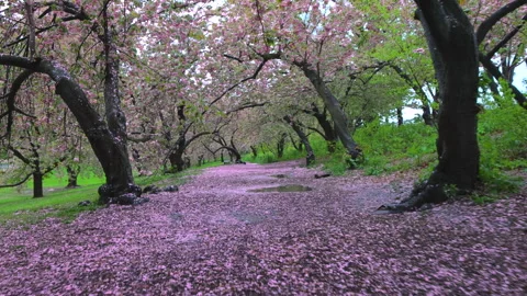 Millions of fallen Cherry petals cover the footpath in Central Park Stock Footage 263983372