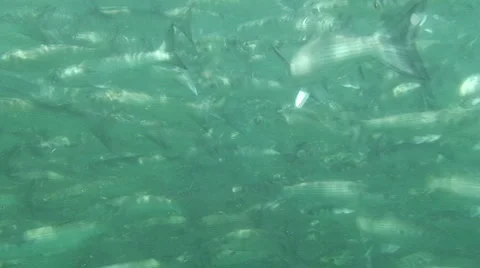 Millions of Fish Stock Footage 1056809