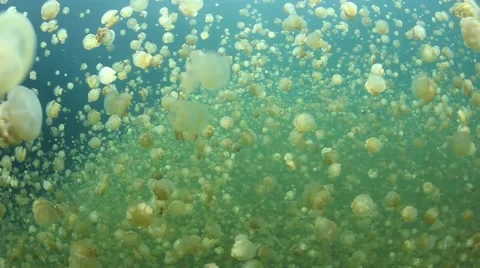 Millions of Jellyfish Stock Footage 43671166