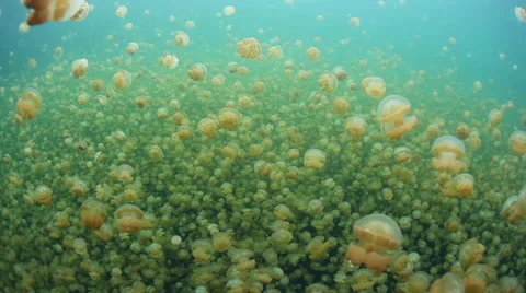 Millions of Jellyfish Stock Footage 57366819