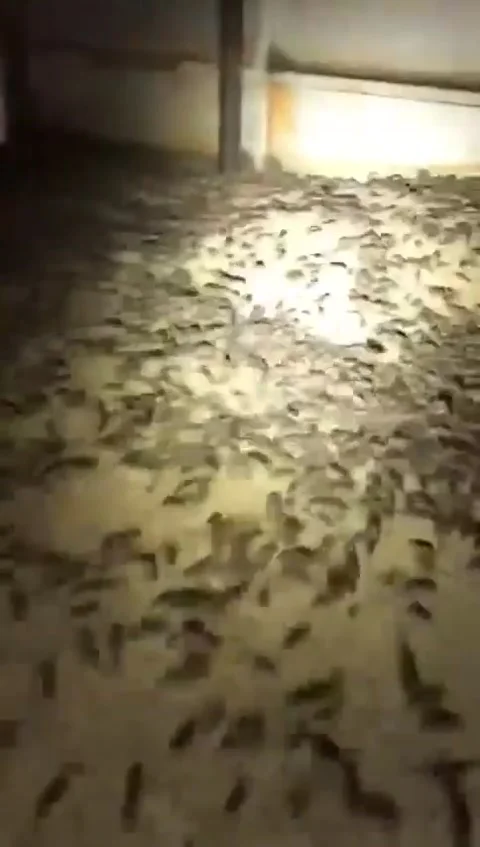 Millions of Mice Raid Crops During Massive Mouse Plague, Tullibigeal, New South  Stock-Footage 205346289