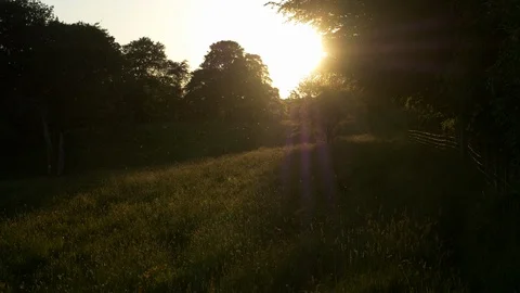 Millions of Midges at Dusk Stock Footage 98411177