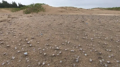 Millions of nurdles (plastic pellets) scattered on beach and sand dunes Stock Footage 157287429
