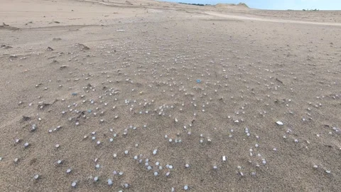 Millions of nurdles (plastic pellets) spilled on beach; moving shot Stock Footage 157287539