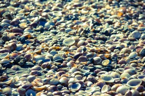 Millions of sea shells Stock Photos
