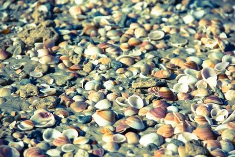 Millions of sea shells Stock Photos