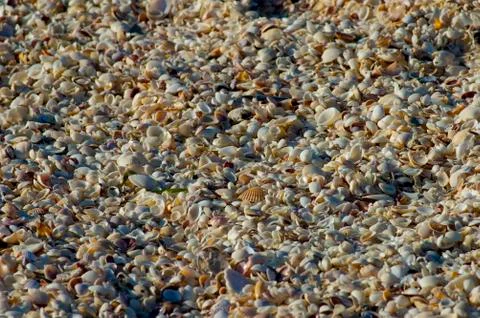 Millions of seashells Фото