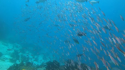 Millions of Small Fish Swim and Dart About 스톡 동영상 128601092