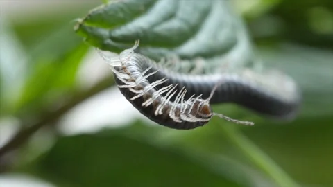 Millipede 1 Stock Footage 105578423