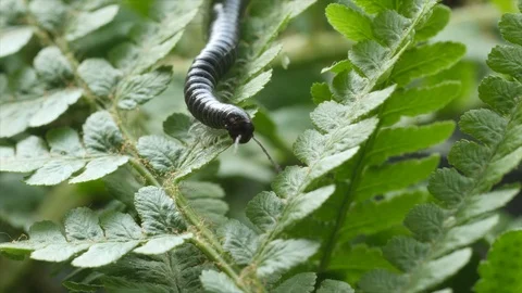 Millipede 2 Stock Footage 105578414