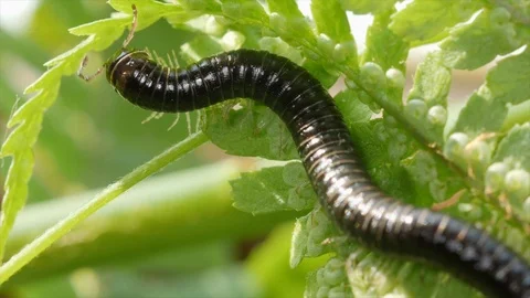 Millipede 3 Stock Footage 105578409