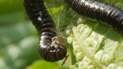 Millipede 4 Stock Footage 105578452