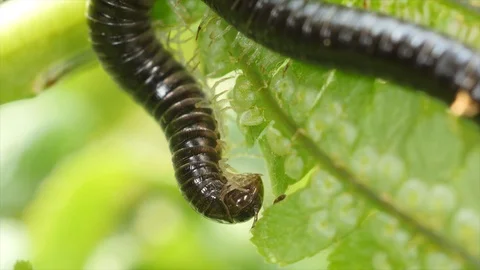 Millipede 5 Stock Footage 105578466