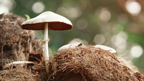 Millipede and Mushrooms on Elephant Dung. UltraHD 4k video Vidéo 77459039