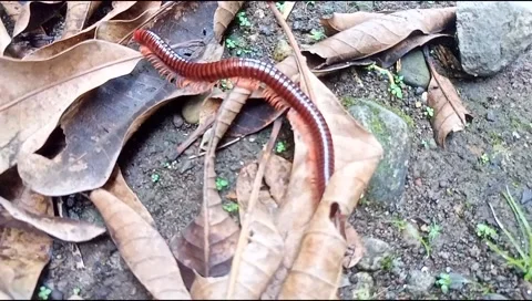 Millipede animal Stock Footage 220504902