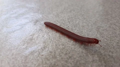 Millipede animal walking on gray ceramic surface on terrace of house Stock Footage 220468366