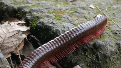 Millipede in Bali Video stock 221022467