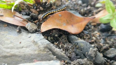 A millipede beast that is crawling Stock Footage 288487473