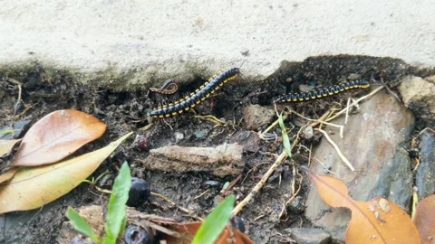 A millipede beast that is crawling Stock Footage 288487621