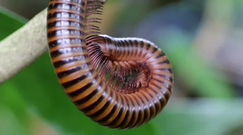 Millipede body cleansing Stock Footage 60406557