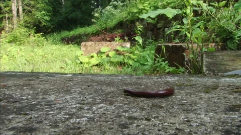 Millipede Bug Going on Rock Stock Footage 46118630
