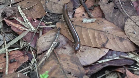 Millipede, Cambodia Vídeos de archivo 121609305