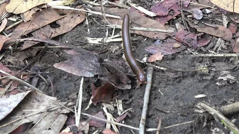 Millipede, Cambodia Stock Footage 121609330